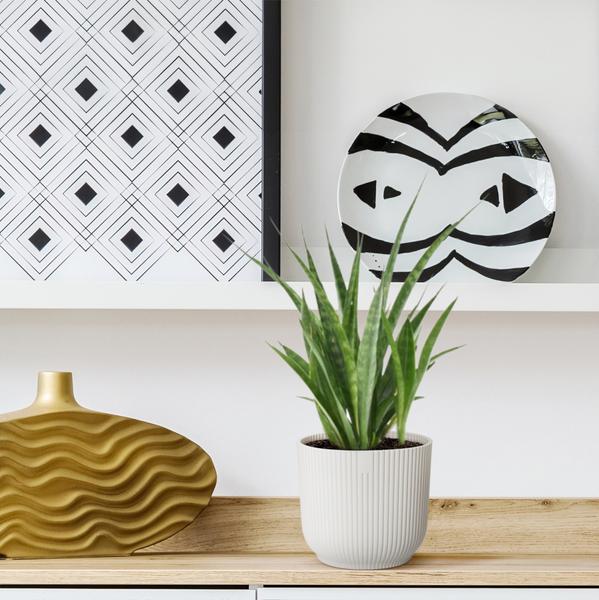3x Sansevieria Kirkii - 38 cm - ¿12