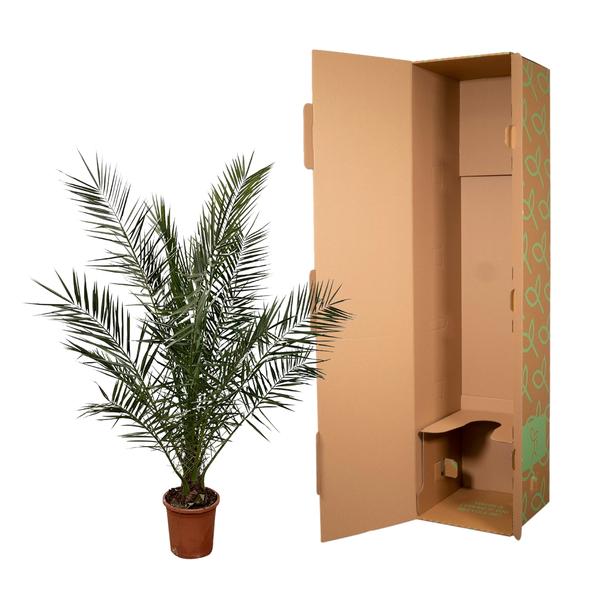 Phoenix Canariensis - 180cm- ¯25