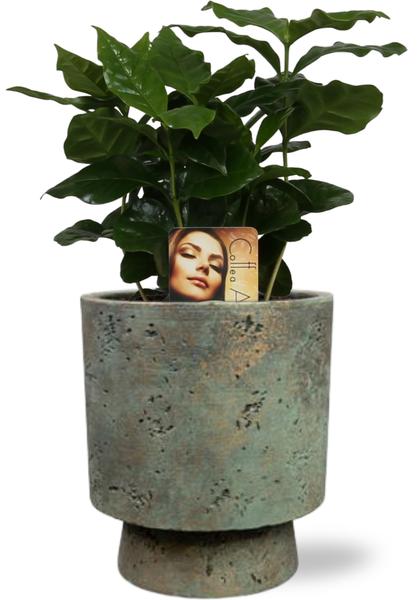 Coffea Arabica - Ø12cm - ↕25cm + Pot Aily D14x18cm - Groen