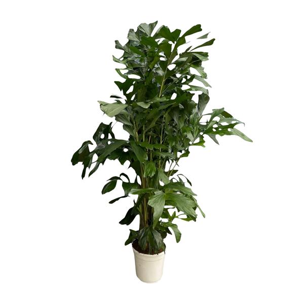 Caryota Mitis - 170 cm - ø24