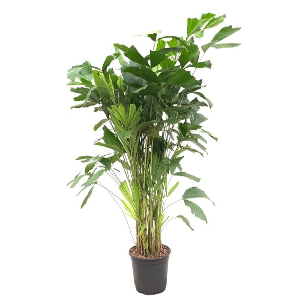 Caryota Mitis - 140 cm - Ø24