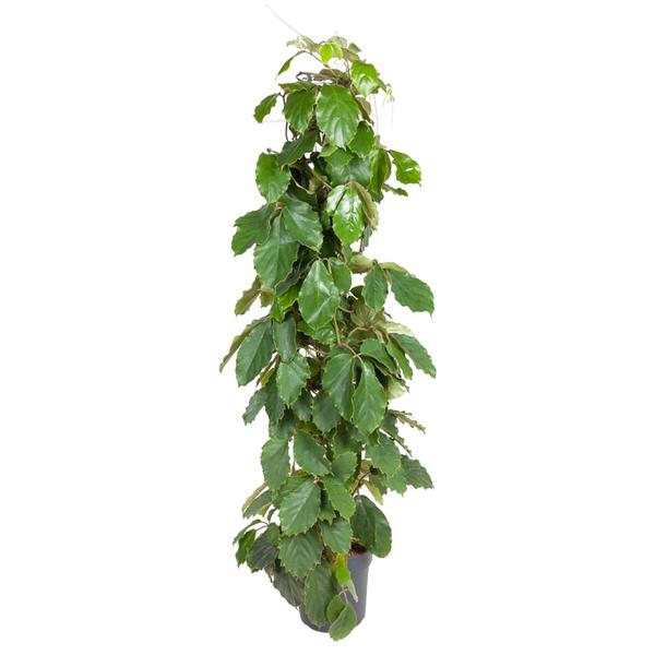 Tetrastigma Voinierianum - 150 cm - ¿27