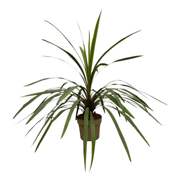 Cordyline Peko - 90 cm - ¯24cm