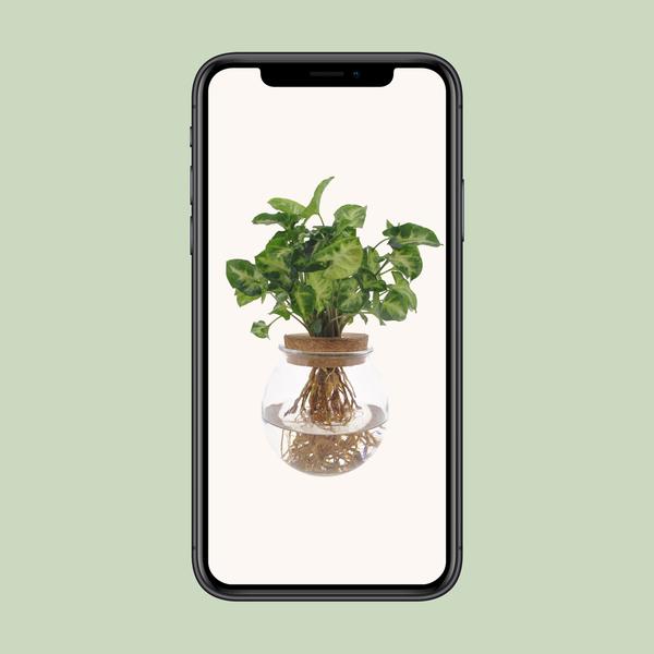 Syngonium Pixie - Ø12cm - ↕30cm