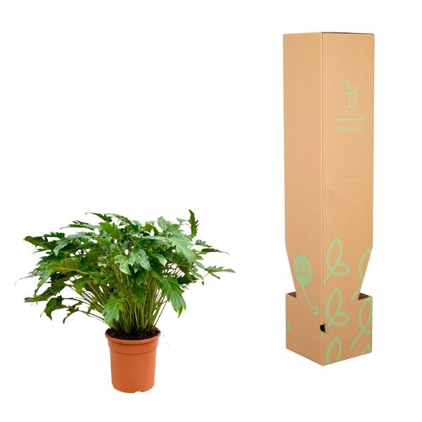 Philodendron Xanadu - 80 cm - ¯27