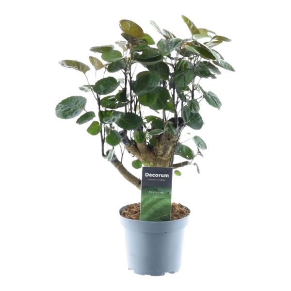Polyscias Fabian - 45 cm - ¿12
