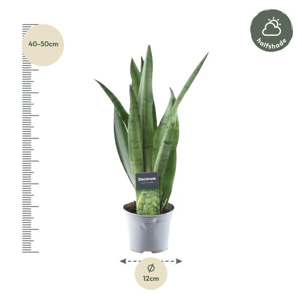 Sansevieria Spearmint - 45 cm - ¿12