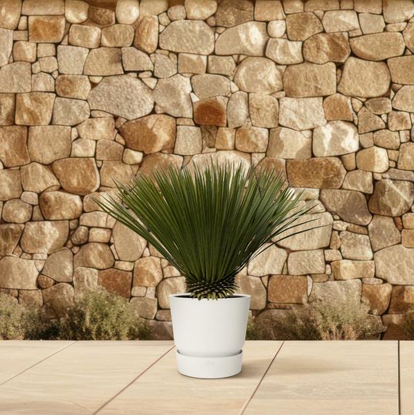 Yucca Rostrata - 80cm- ¯30