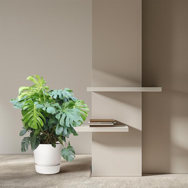 Monstera Deliciosa XXXL - 130 cm - ¿55