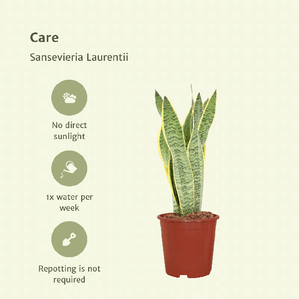 2x Sansevieria Laurentii - Vrouwentong - 40cm - ¿14