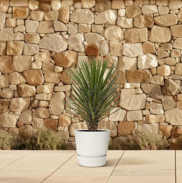 Yucca Filifera Australis - 100cm - ¿30