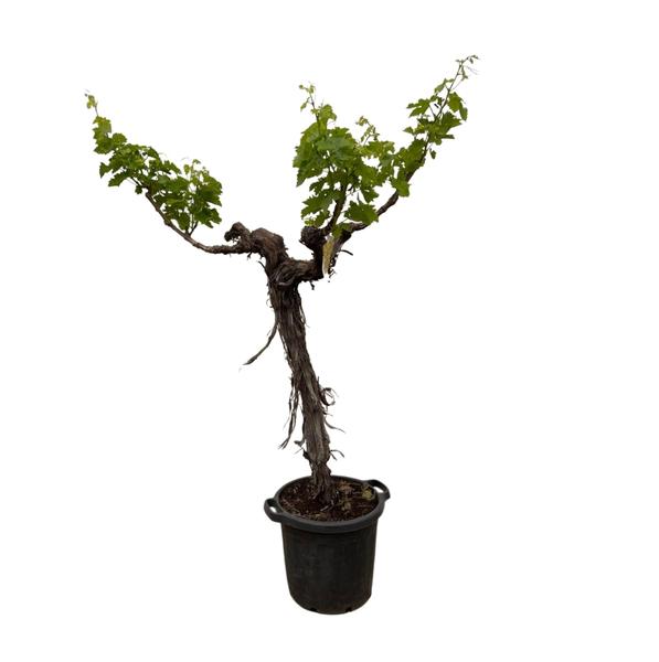 Druivenboom (Vitis Vinifera) stam vertakt - 220cm - ¿55