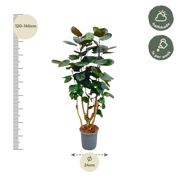 Polyscias Fabian - 130 cm - ¿24