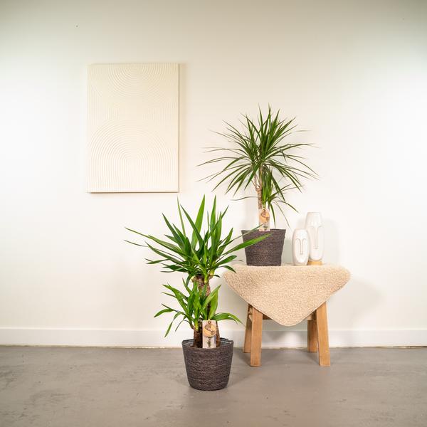 Dracaena _70cm - ¯17cm + Yucca _90cm - ¯17cm