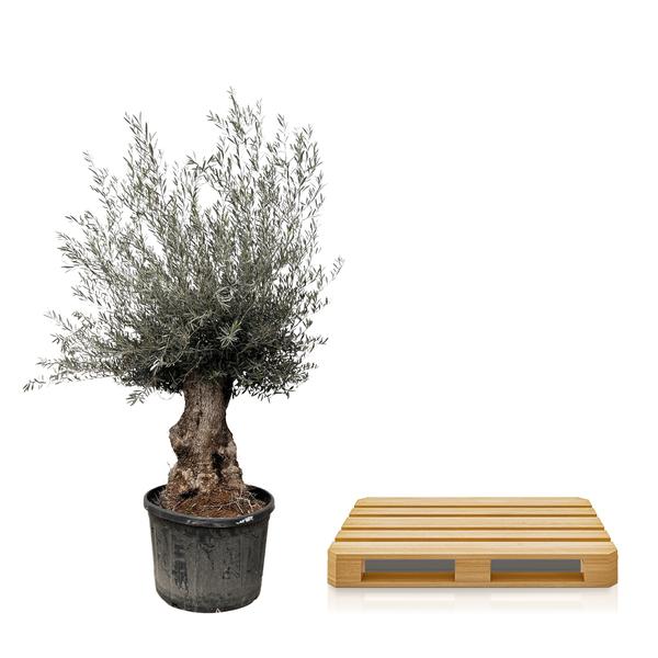 Olea Europaea Bonsai - 225cm- ¯80