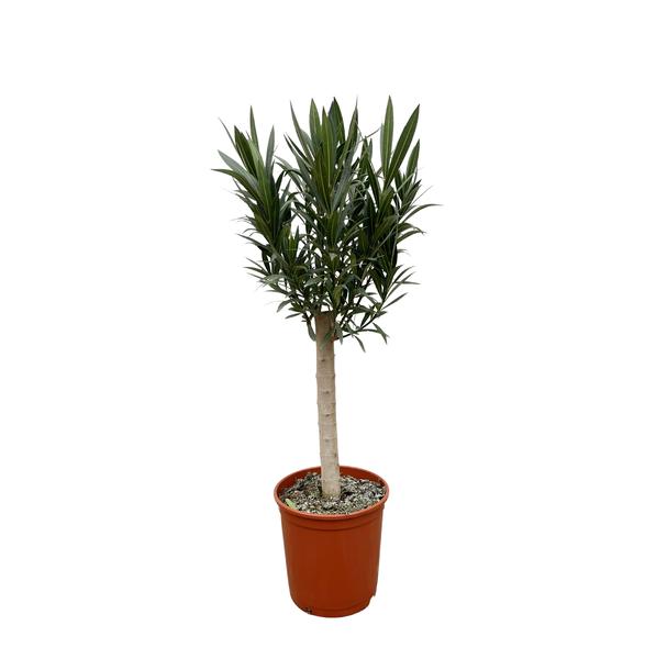 Nerium Oleander op stam met rode bloem - 110cm - ¯22