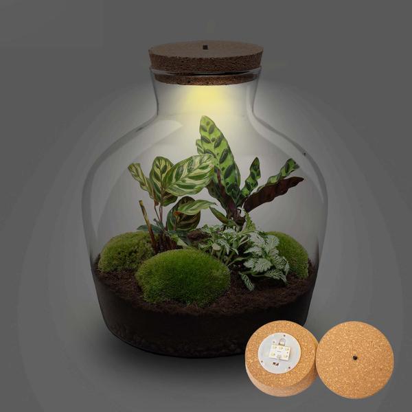 Terrarium - Fat Joe + LED - _ 30 cm