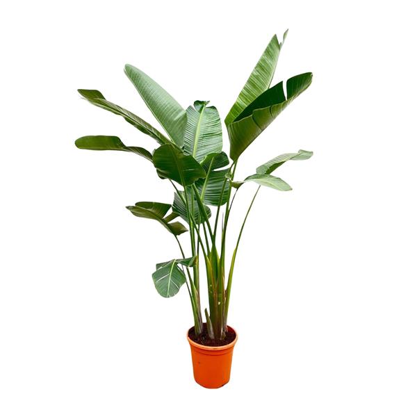 Strelitzia Augusta de luxe XXL - 250cm - ¿38