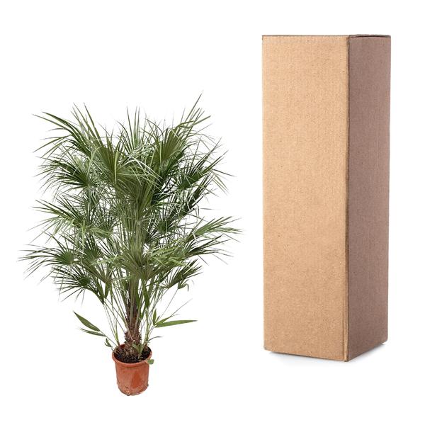 Chamaerops Humilis struik - 170cm- ¯30