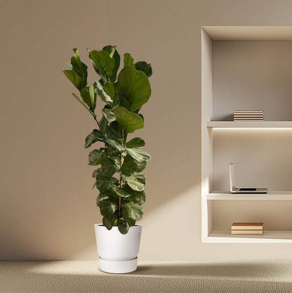 Ficus Lyrata struik - 180 cm - ¯30