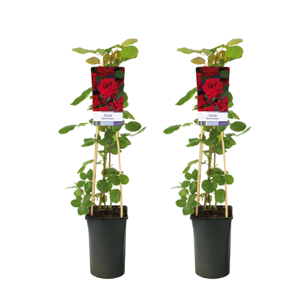 Rosa Red Climber - 2 stuks - Ø17cm - ↕75cm