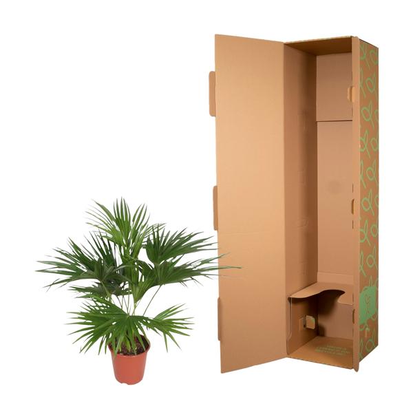 Livistona Chinensis - 170 cm - ¿27