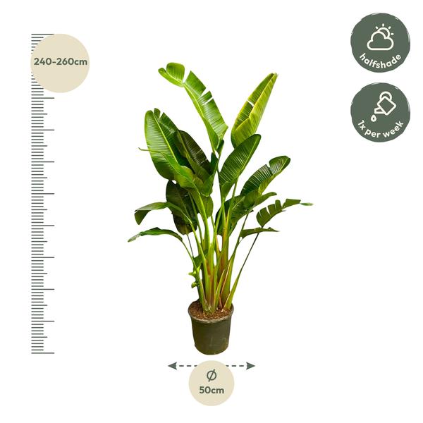 Strelitzia Augusta multi stam XXL - 250 cm - ¿50
