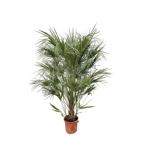 Chamaerops Humilis struik - 170cm- ¯30