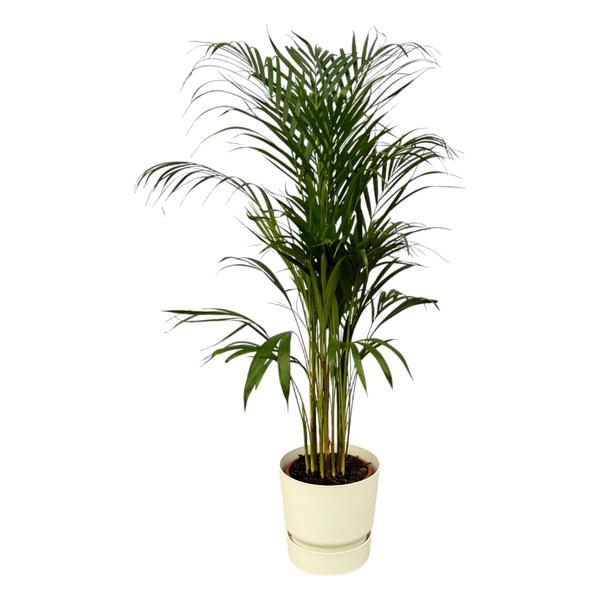 Areca palm - _110cm - ¯21cm inclusief elho Greenville Round wit D24xH23