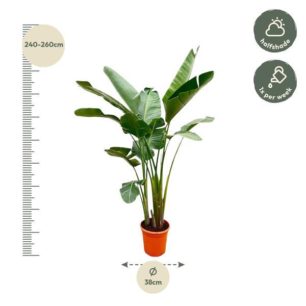 Strelitzia Augusta de luxe XXL - 250cm - ¿38