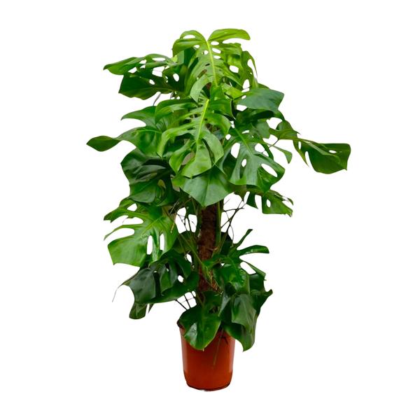 Monstera Deliciosa XXL - 150cm - _27