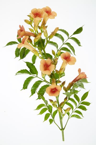 Campsis Indian Summer - Trompetbloem Oranje - Ø15cm - ↕65cm - Ø15 - ↨65cm