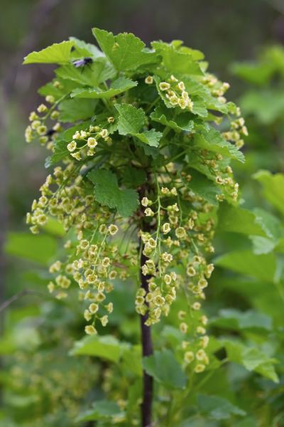 Ribes rubrum 'Jonkheer van Tets' - Aalbes - Ø13cm - ↕45cm