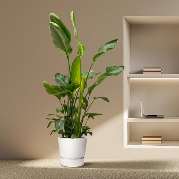 Strelitzia Nicolai de luxe XXL - 250cm - ¿40