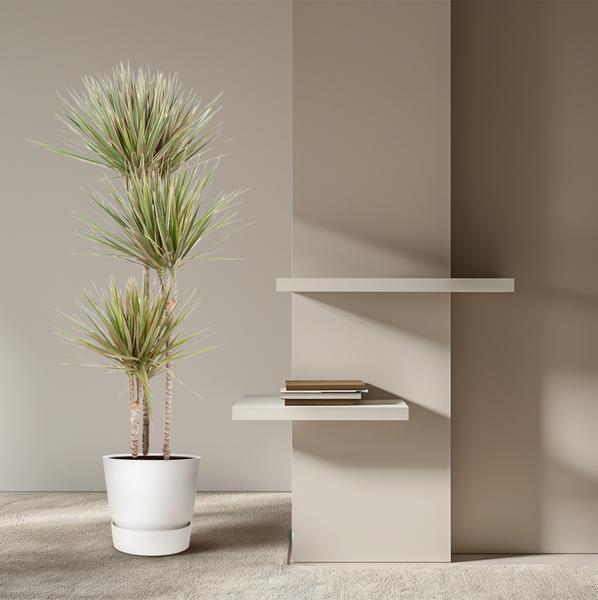 Dracaena Bicolor - 150 cm - ¿24