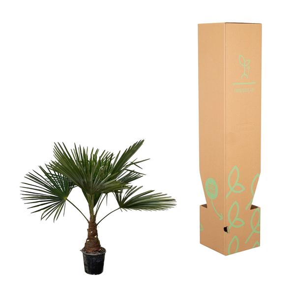 Trachycarpus - 100cm- ¯21