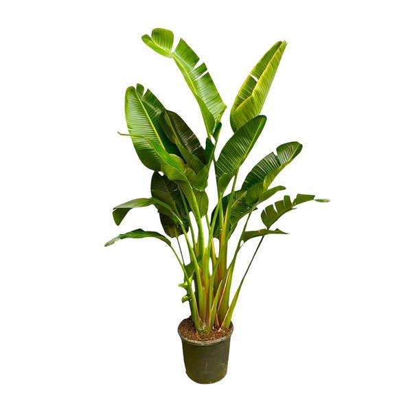 Strelitzia Augusta multi stam XXL - 250 cm - ¿50