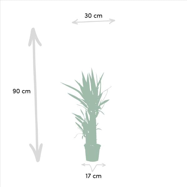 Dracaena _70cm - ¯17cm + Yucca _90cm - ¯17cm