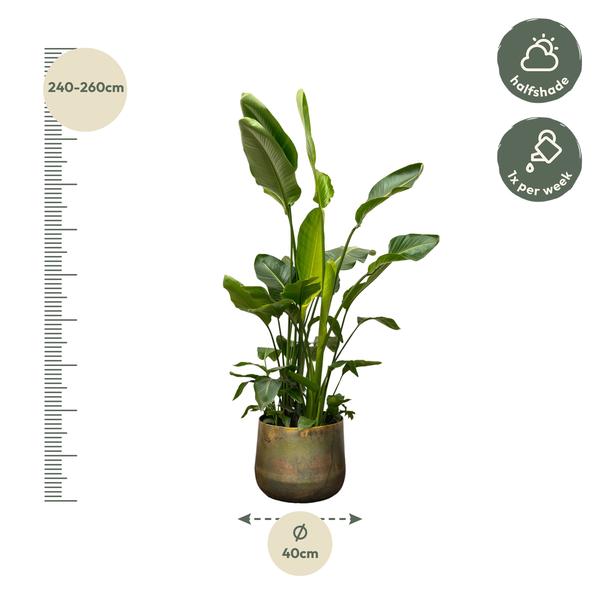 Strelitzia Nicolai de luxe XXL - 250cm - ¿40