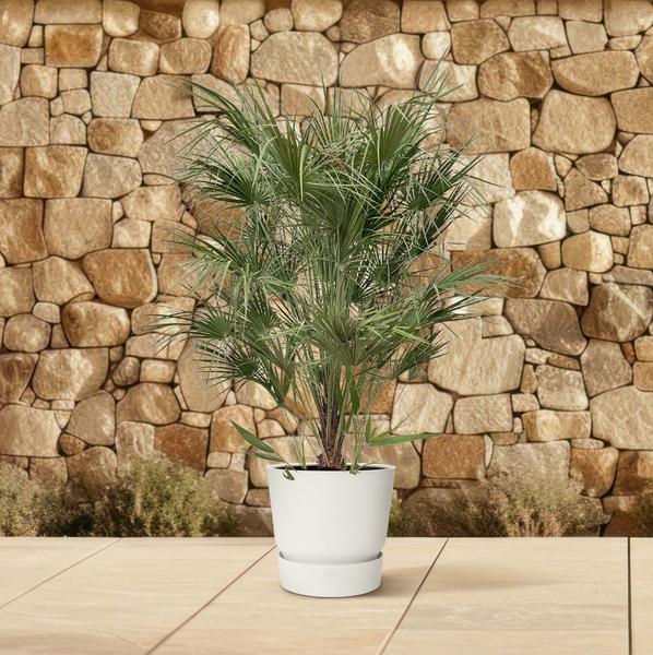 Chamaerops Humilis struik - 170cm- ¯30