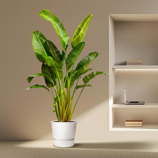 Strelitzia Augusta multi stam XXL - 250 cm - ¿50