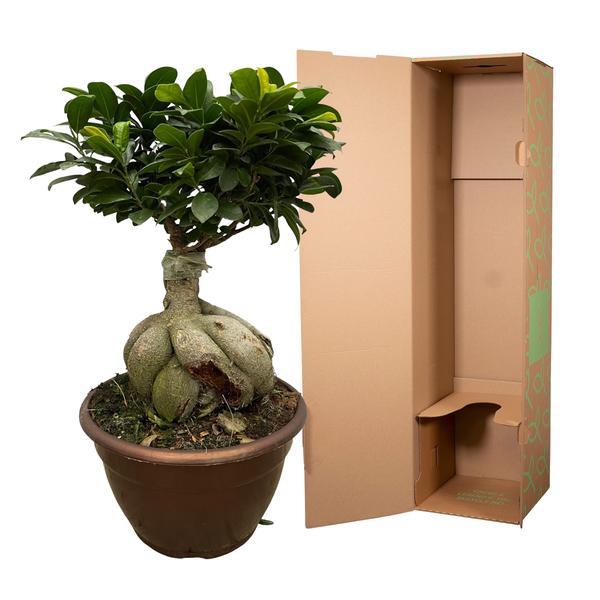 Ficus Microcarpa Ginseng - 50 cm - ¯25cm