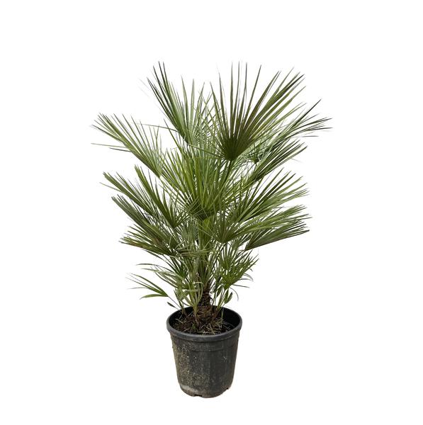 Chamaerops Humilis - 150cm- ¿30