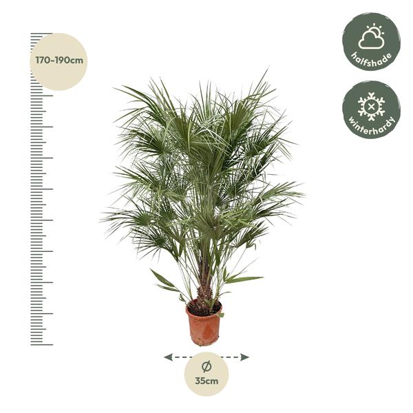 Chamaerops Humilis struik - 170cm- ¯30