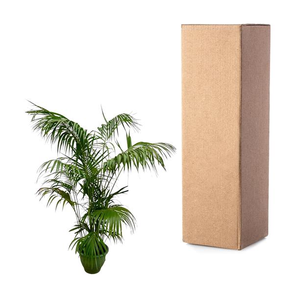 Kentia Palm XXL - 260cm - ¿35
