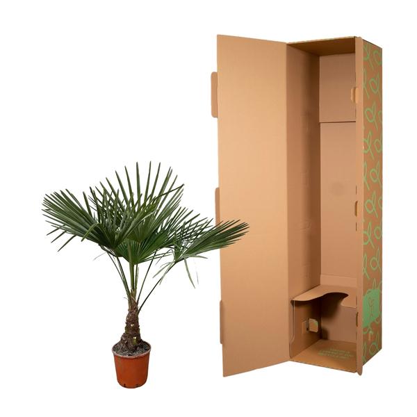 Trachycarpus - 120cm- ¯21