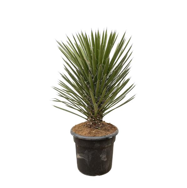 Yucca Filifera Australis - 100cm - ¿30