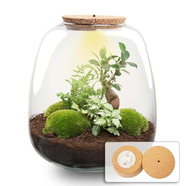 Plant terrarium - Emma - DIY kit - _ 25 cm - ¯ 23 cm - Bonsai White + LED