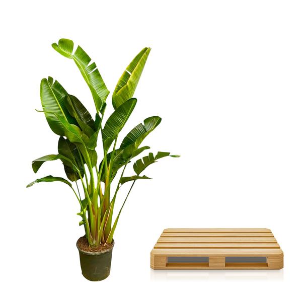 Strelitzia Augusta multi stam XXL - 250 cm - ¿50