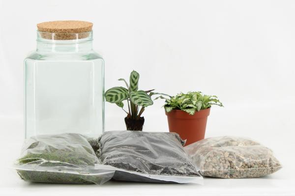 Terrarium Arrangement (DIY) - Ø13cm - ↕25cm